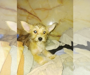 Yorkshire Terrier Puppy for sale in MANVEL, TX, USA