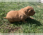 Small #23 Golden Retriever