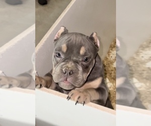 American Bully Puppy for Sale in HENRICO, Virginia USA