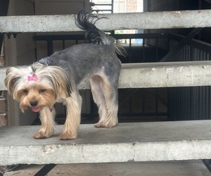 Mother of the Yorkshire Terrier puppies born on 01/17/2025