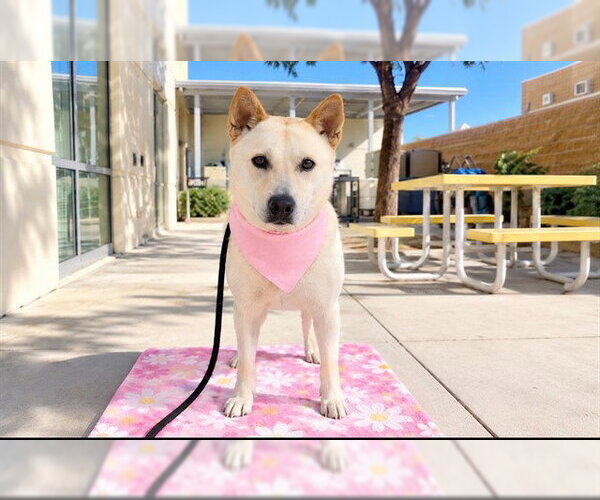 Medium Photo #1 Mutt Puppy For Sale in Orange, CA, USA
