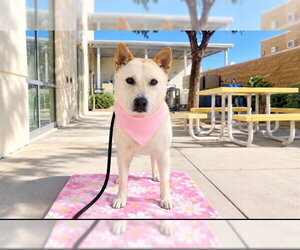 Mutt Dogs for adoption in Orange, CA, USA