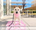 CALI - Female Mutt Dog for Adoption - Small photo