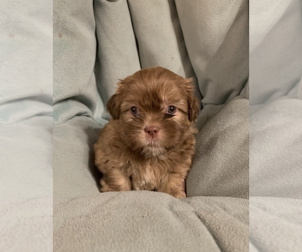 Medium Photo #1 ShihPoo Puppy For Sale in MARION, NY, USA