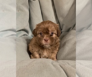 ShihPoo Puppy for sale in MARION, NY, USA