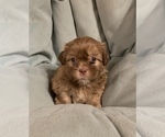 Small Photo #1 ShihPoo Puppy For Sale in MARION, NY, USA