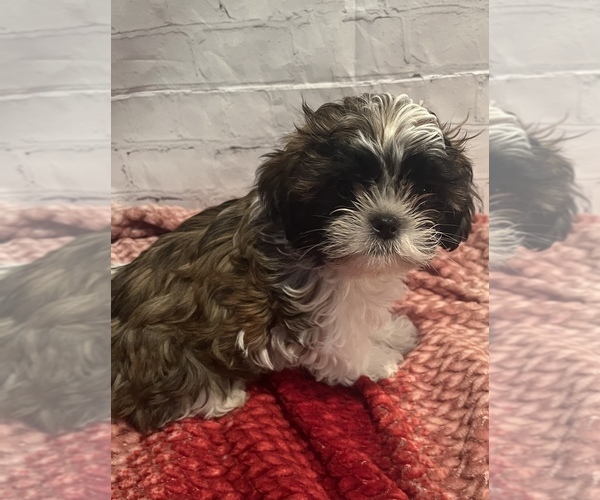 Medium Photo #10 Shih Tzu Puppy For Sale in ROSEVILLE, OH, USA