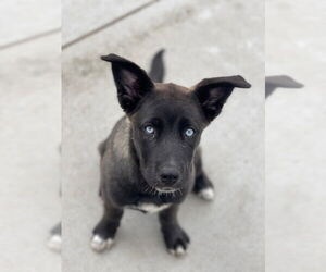 Mutt Dogs for adoption in Santa Cruz, CA, USA