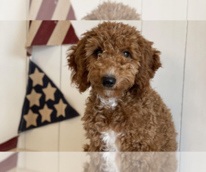 Australian Labradoodle Puppy for sale in NEW YORK, NY, USA