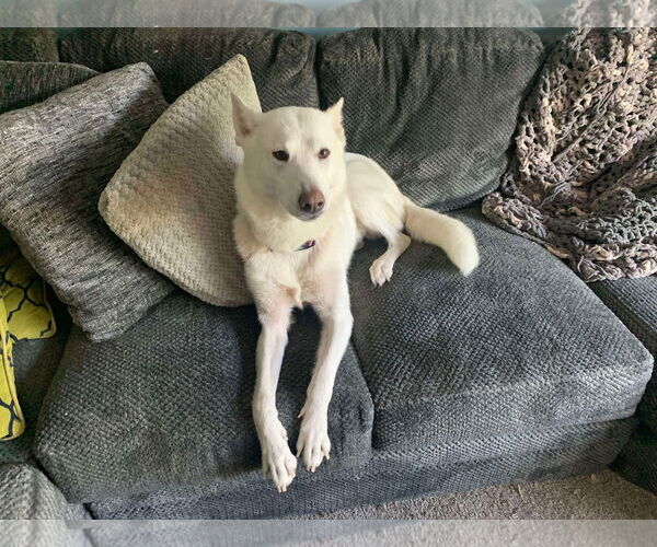 Medium Photo #6 - Mix Puppy For Sale in Gretna, NE, USA