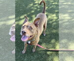 Small #2 American Pit Bull Terrier