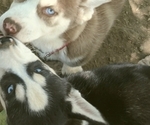 Small Photo #2 Siberian Husky Puppy For Sale in OWENSBORO, KY, USA