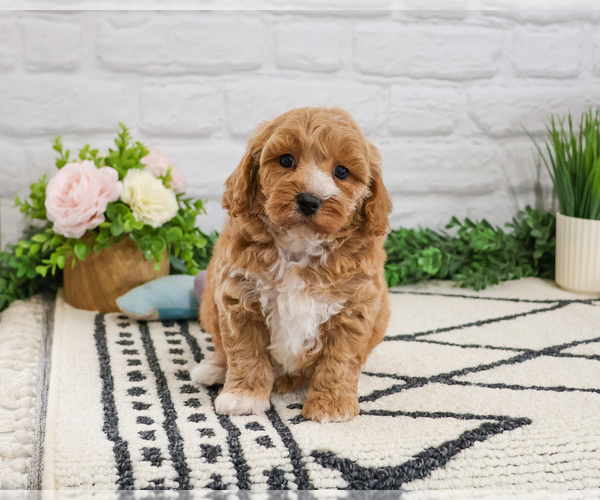 Medium Photo #3 Cavapoo (Miniature) Puppy For Sale in SYRACUSE, IN, USA