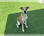 Small #1 American Staffordshire Terrier Mix