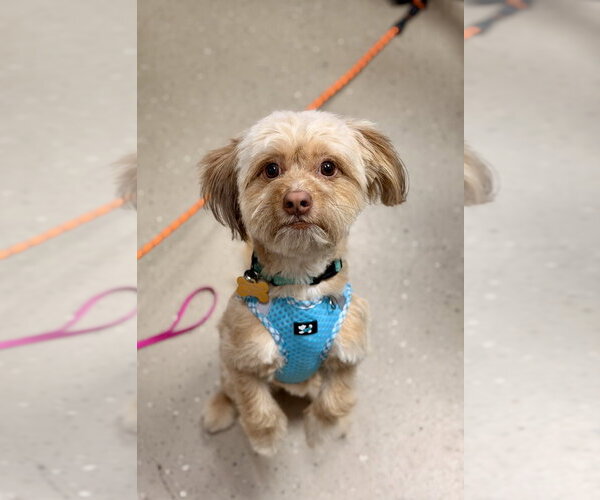 Medium Photo #2 Shih Tzu-Unknown Mix Puppy For Sale in Mundelein, IL, USA
