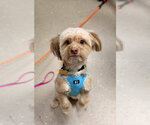 Small #1 Shih Tzu Mix