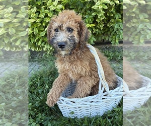 Whoodle (Miniature) Puppy for sale in MIDDLEBURY, IN, USA