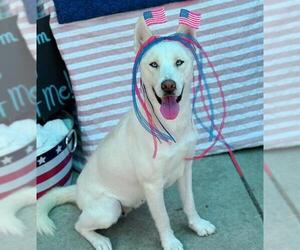 Siberian Husky Dogs for adoption in Sacramento, CA, USA