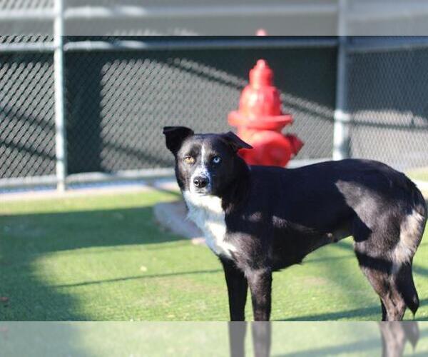 Medium Photo #2 Border Collie-Unknown Mix Puppy For Sale in Grand Prairie, TX, USA