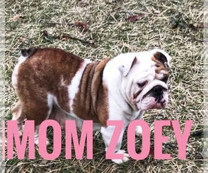 Mother of the Bulldog puppies born on 10/27/2022