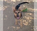 Small Australian Kelpie