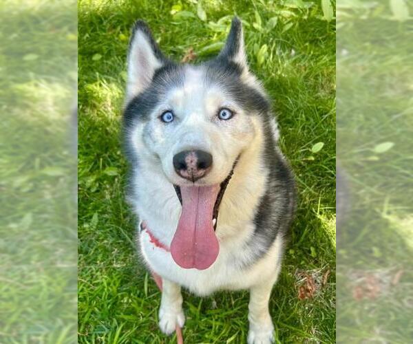 Medium Photo #1 - Mix Puppy For Sale in Sacramento, CA, USA