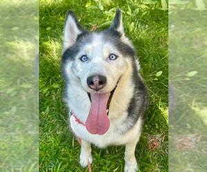 - Mix Dogs for adoption in Sacramento, CA, USA