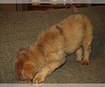 Small Photo #12 Aussie-Poo Puppy For Sale in LINCOLN, AL, USA