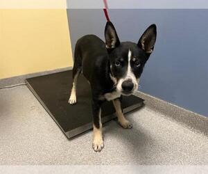Medium Siberian Husky Mix