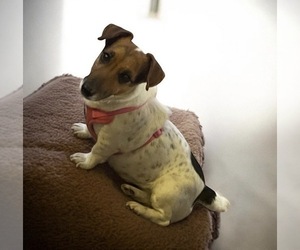 Jack Russell Terrier Puppy for sale in NASHVILLE, NC, USA