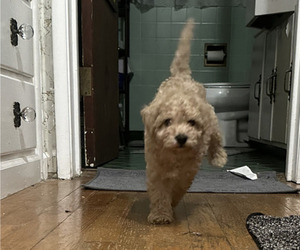 Miniature Schnauzer-Poodle (Toy) Mix Puppy for sale in SAN JOSE, CA, USA