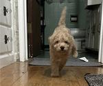 Small Miniature Schnauzer-Poodle (Toy) Mix