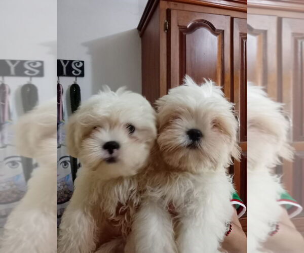 Medium Photo #1 Shih Tzu Puppy For Sale in EAGLE PASS, TX, USA