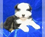 Small Photo #4 Australian Shepherd Puppy For Sale in HARTVILLE, MO, USA