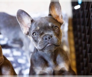 French Bulldog Puppy for Sale in JEFFERSON, Georgia USA