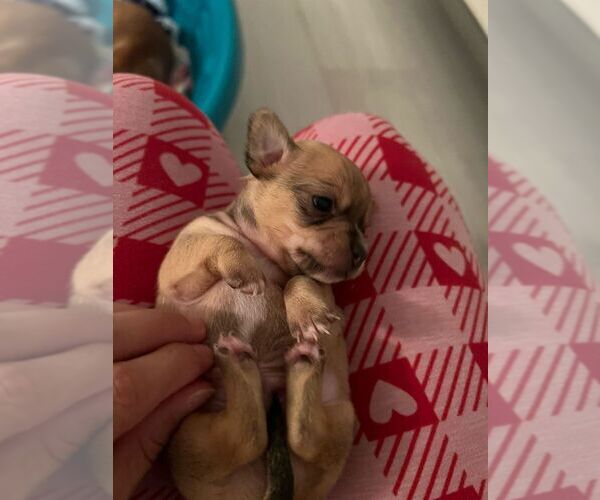 Medium Photo #2 Chihuahua Puppy For Sale in CAPE CORAL, FL, USA