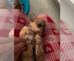 Small Photo #2 Chihuahua Puppy For Sale in CAPE CORAL, FL, USA
