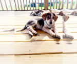 Small #2 Collie