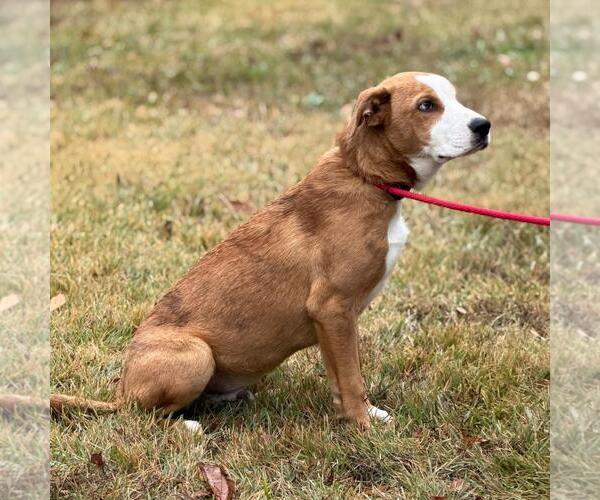 Medium Photo #4 Catahoula Leopard Dog-Labrador Retriever Mix Puppy For Sale in Yardley, PA, USA