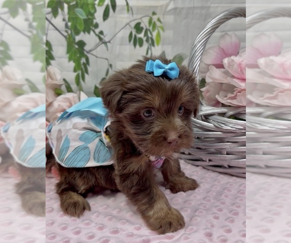 Medium Photo #5 Shorkie Tzu Puppy For Sale in SELLERSBURG, IN, USA