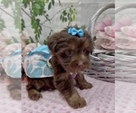 Small #4 Shorkie Tzu