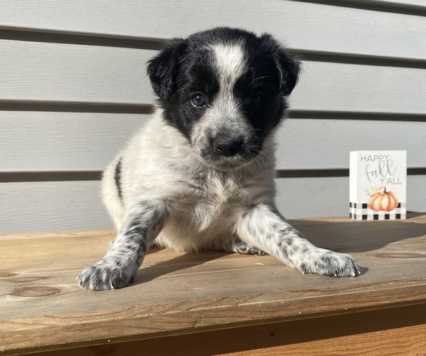 Medium Photo #21 Australian Cattle Dog Puppy For Sale in SMITHS CREEK, MI, USA