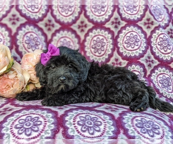 Medium Photo #3 Poodle (Miniature) Puppy For Sale in OXFORD, PA, USA