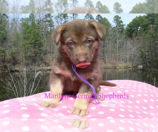 Medium Photo #5 German Shepherd Dog Puppy For Sale in PIEDMONT, MO, USA