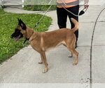 Small #2 Mutt