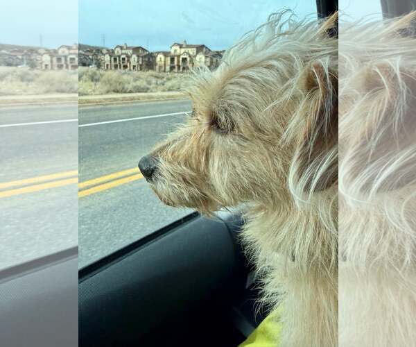 Medium Photo #2 Mutt Puppy For Sale in Sandy, UT, USA