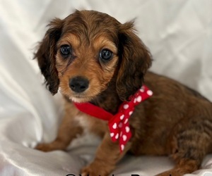 Dachshund Puppy for sale in CENTER HILL, FL, USA
