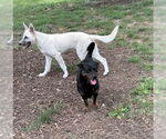 Small #5 Pembroke Welsh Corgi-Rottweiler Mix
