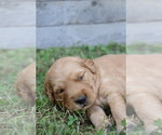 Image preview for Ad Listing. Nickname: Toby
