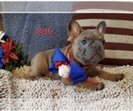 Small Photo #1 French Bulldog Puppy For Sale in OTTAWA LAKE, MI, USA